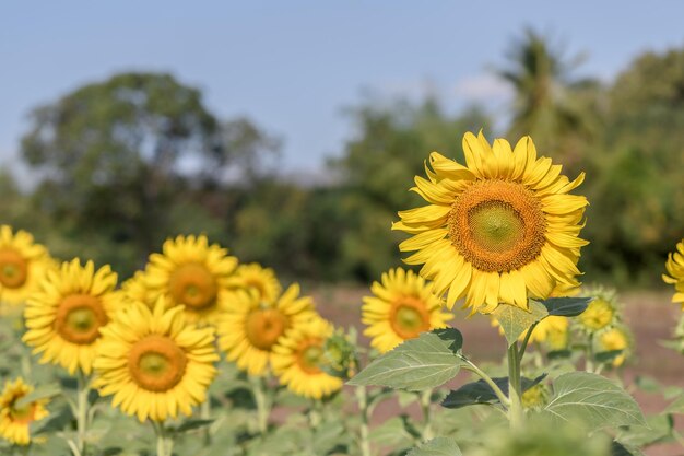 Girassóis no jardim, lop buri, tailândia. conceito de flores