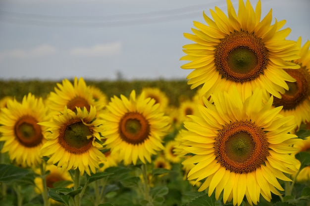 Girassóis nos campos durante o pôr do sol na Tailândia