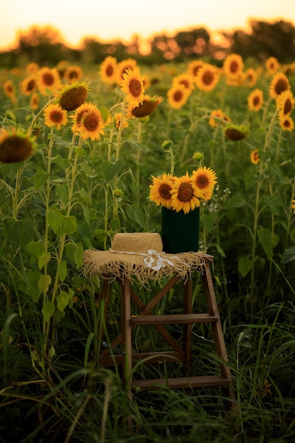 Girassóis nos raios do sol poente no verão