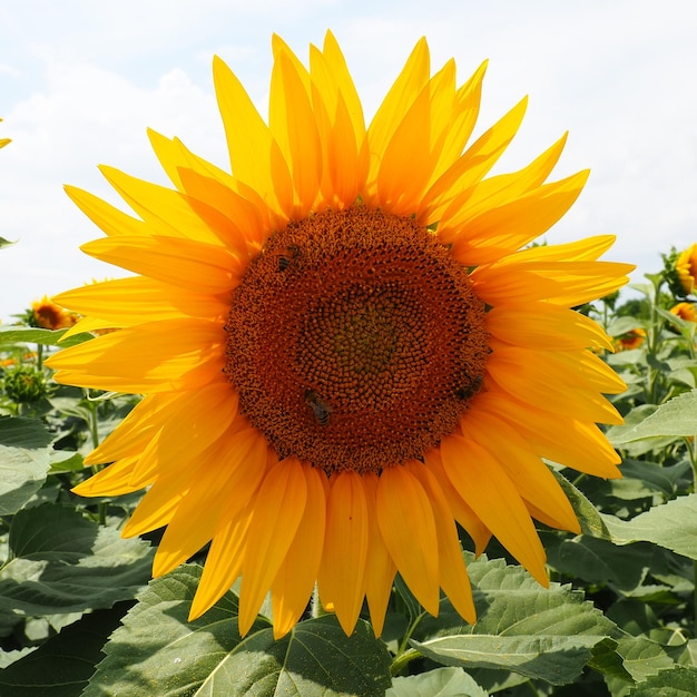 Girassol agrícola campo o girassol helianthus é um gênero de plantas da família das asteráceas