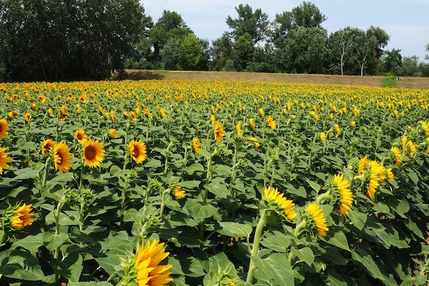 Girassol agrícola campo o girassol helianthus é um gênero de plantas da família das asteráceas