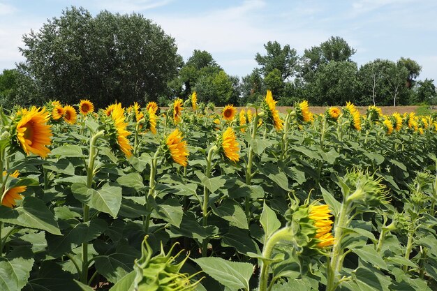 Girassol agrícola campo o girassol helianthus é um gênero de plantas da família das asteráceas