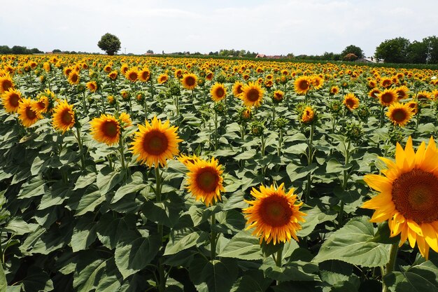 Girassol agrícola campo o girassol helianthus é um gênero de plantas da família das asteráceas