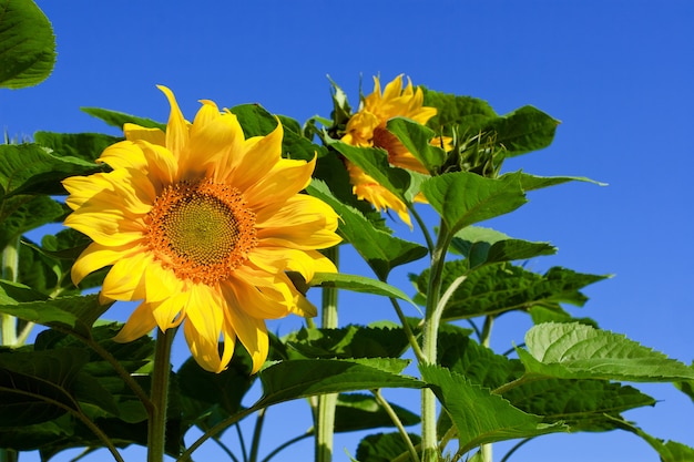 Foto girassol amarelo agradável em um céu azul