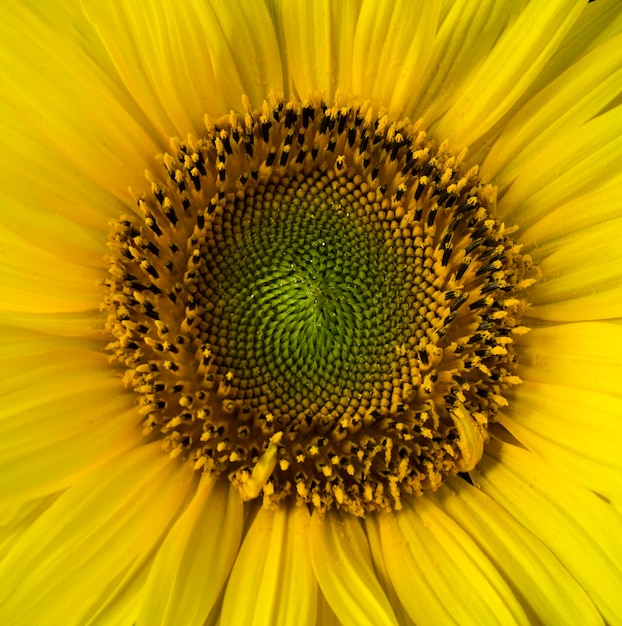 Foto girassol amarelo closeup fundo da flor