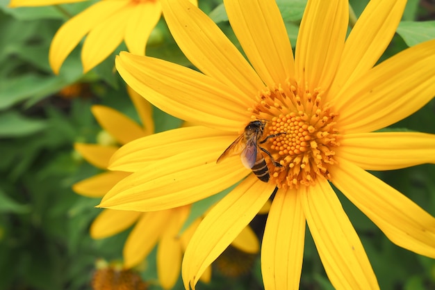 Girassol amarelo com a abelha no jardim de flor.