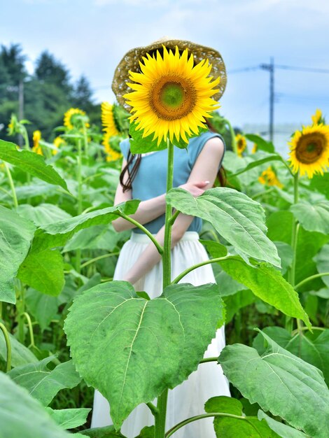 Foto girassol amarelo em planta