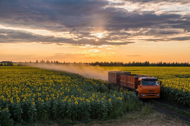 Foto girassol ao pôr do sol em um campo de verão