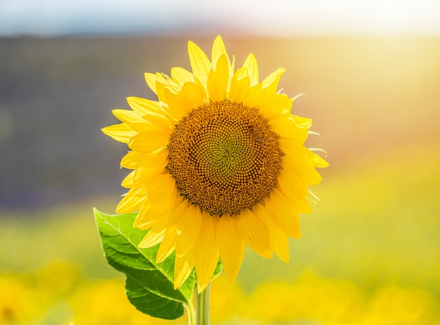 Girassol bonito em um campo em valensole, provence