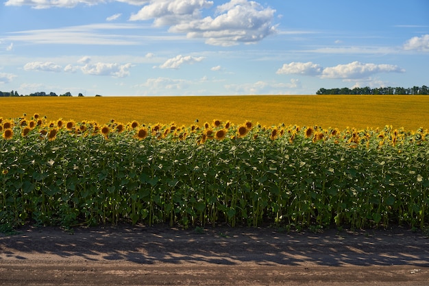 Girassol campo agrícola céu nublado fundo Época de colheita verão