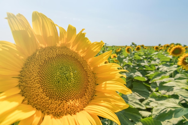 Girassol, campo de girassóis em flor