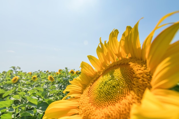 Girassol, campo de girassóis em flor