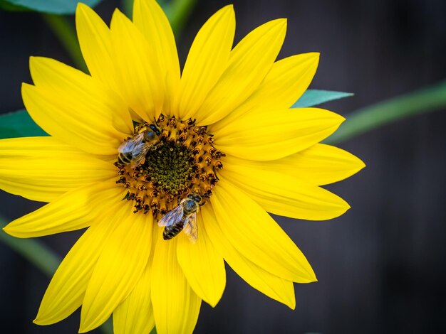 Girassol com abelhas Polinização de flores Planta de floração de verão para produzir óleo de girassol