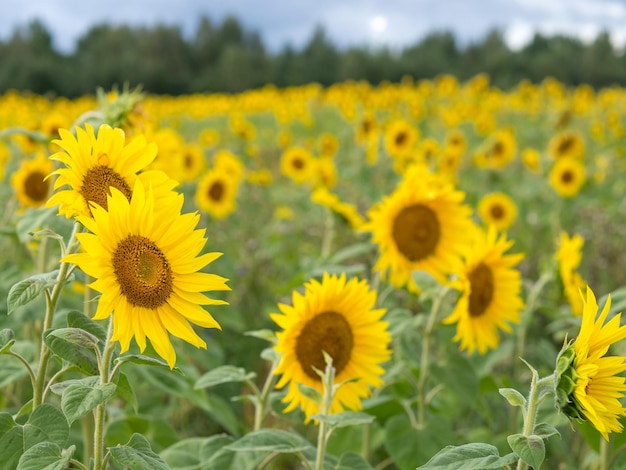 Girassol comum Helianthus annuus campo agrícola conceito sementes de girassol