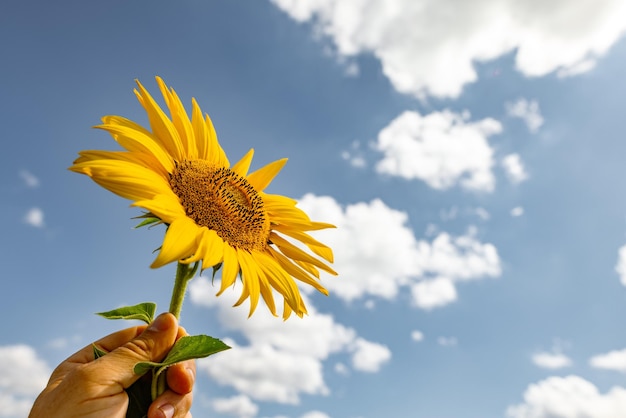 girassol contra o conceito de cultivo de girassol ensolarado céu azul