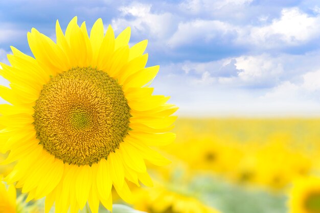 Girassol de florescência brilhante contra um céu azul com close-up de nuvens.