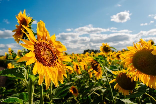 Girassol em um campo de girassóis sob o céu azul e belas nuvens em um campo agrícola