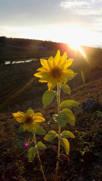 Girassol. Flor no fundo do sol. Raio de Sol