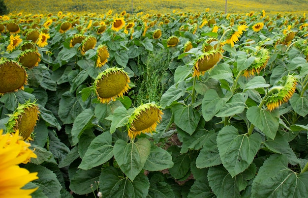 Girassol floresce no campo. Fundo natural de girassol. Girassol florescendo.