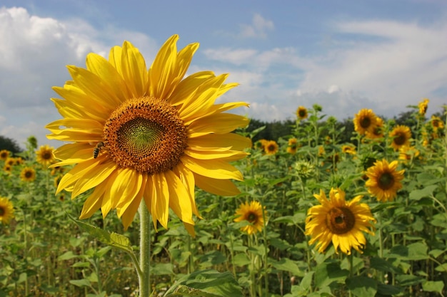 Girassol florescendo Helianthus annuus em uma plantação de girassol