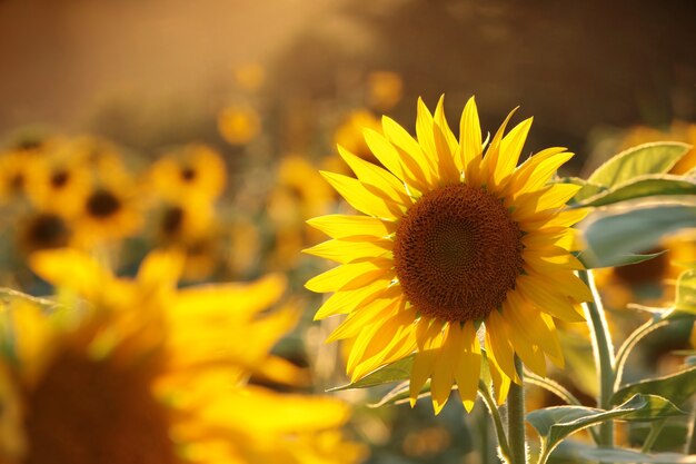 Girassol Helianthus annuus ao pôr do sol