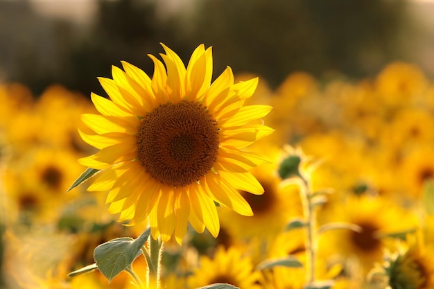 Foto girassol - helianthus annuus ao pôr do sol