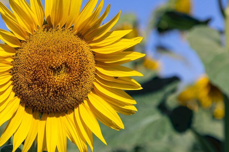 Foto girassol helianthus annuus cabeça pseudanthium com numerosas pequenas florzinhas de flores individuais