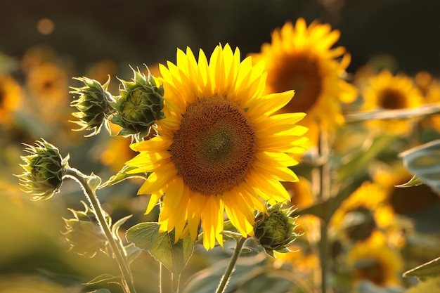 Girassol - Helianthus annuus no campo ao entardecer