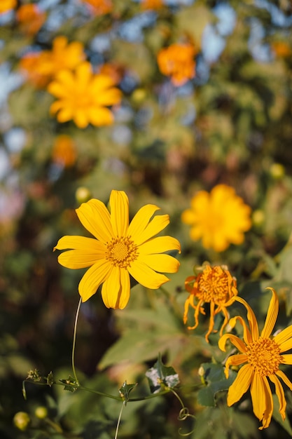 Girassol mexicano com céu azul na montanha. close-up tree marigold ou em mae moh, lampang, tailândia. paisagem bonita.