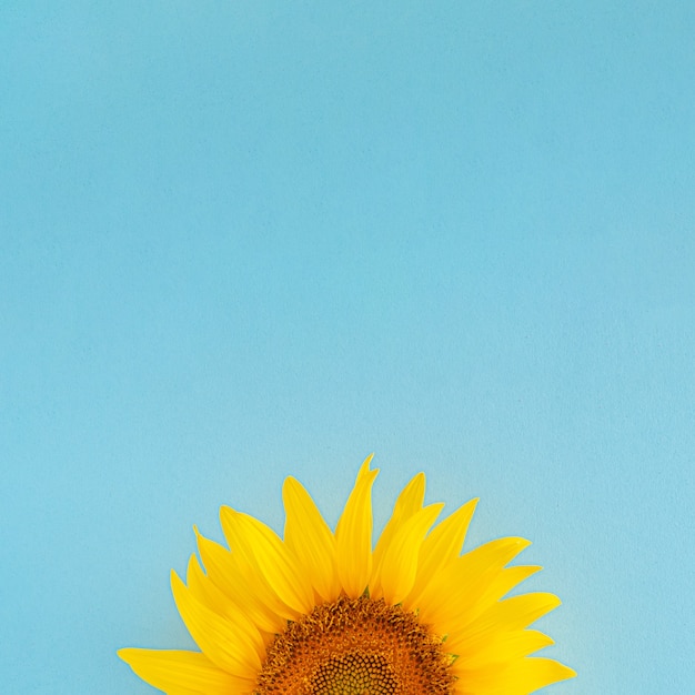 Foto girassol moderno amarelo fresco no fundo azul ensolarado. jardim de verão moderno na selva tropical plana com espaço de cópia