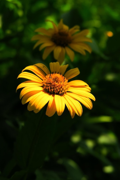 girassol ornamental de jardim amarelo cresce no jardim. conceito de cultivo de flores