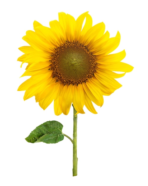 girassol png elemento flor flor flor transparente fundo