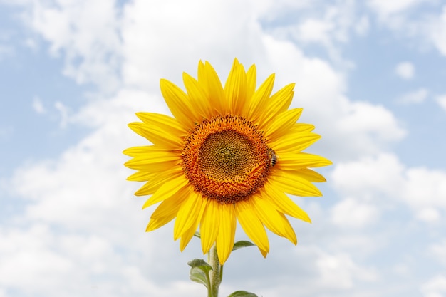 Foto girassol solitário em flor com abelha no campo agrícola