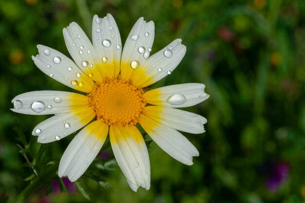 Girlande-Chrysantheme Glebionis Coroaria Malaga Spanien