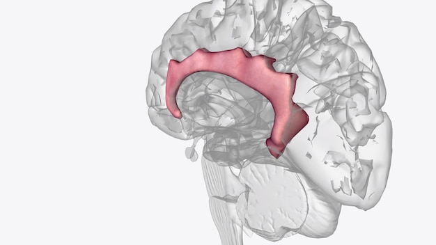 Foto el giro cingulado comienza debajo del rostro del cuerpo calloso