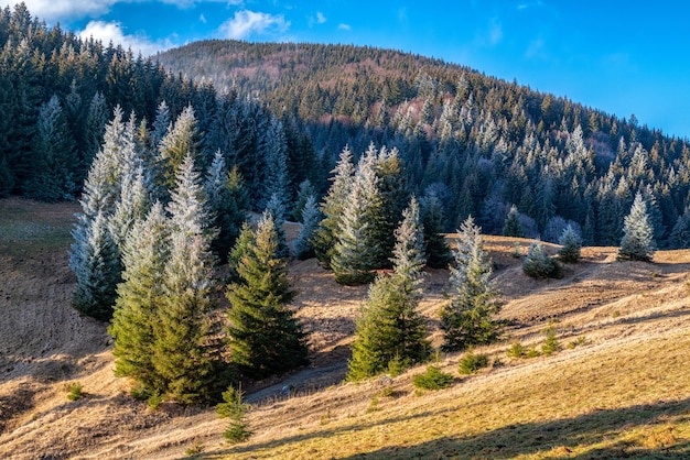 Glacê na árvore de abeto