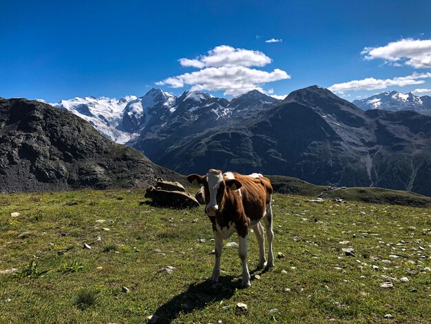 Glaciar de la diavoleza