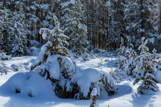 Glacier-Nationalpark, Montana. Winter.