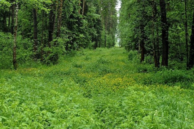 Glade en el bosque y pequeñas flores amarillas en un día nublado de verano región de Moscú Rusia