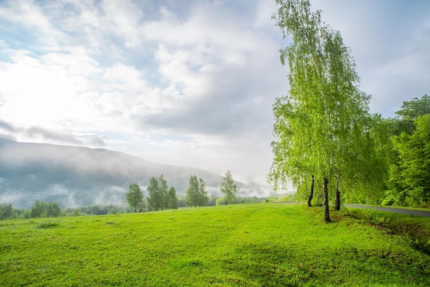Glade cubierto de hierba con abedules en la niebla matutina en las montañas con un paisaje de cielo azul