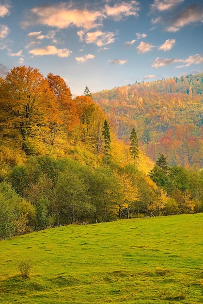 Glade cubierto de hierba cerca de un denso bosque con copas de abetos verdes y coloridas copas amarillas exuberantes en las montañas de otoño al atardecer foto vertical