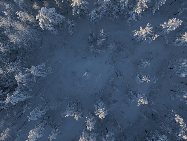 Foto glade in der schneebedeckten taiga im winter luftansicht