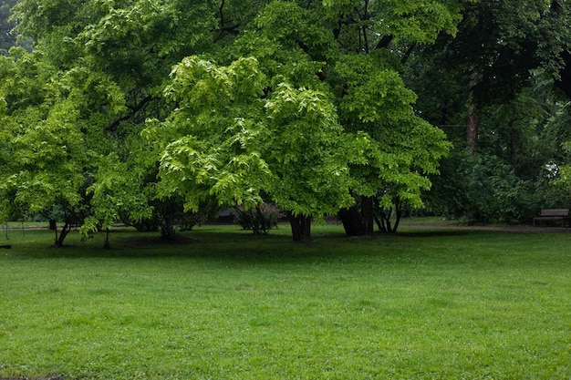 Glade en el parque con árboles verdes