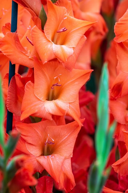 Gladiole Luzifer