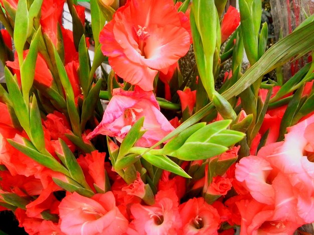 Foto gladiolen blühen im freien