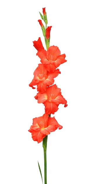 Gladiolenblüte auf weißem Hintergrund