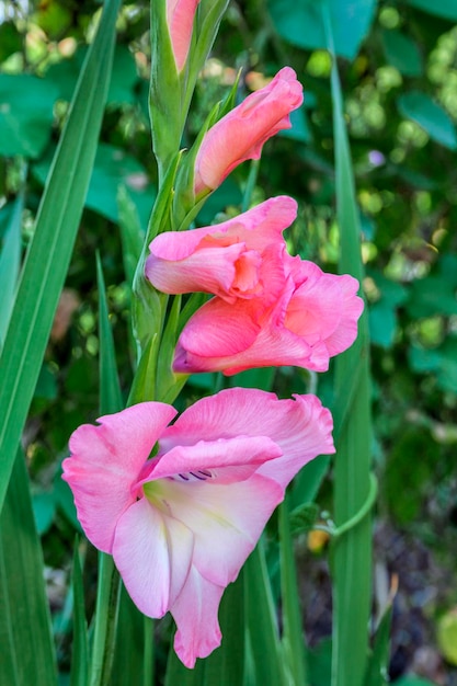 Gladíolo de flor de jardim decorativo rosa pálido