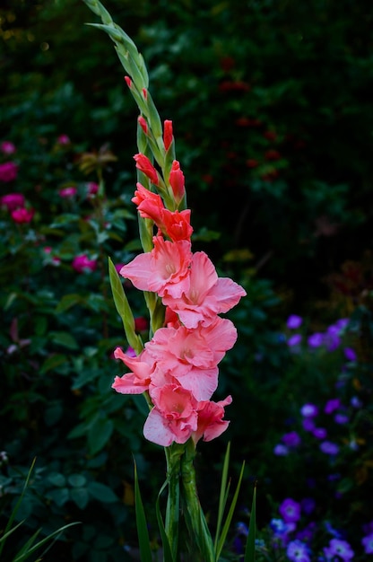 Gladiolo en el jardín. Flor rosa