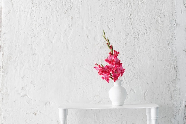 Gladíolo rosa em vaso branco na parede branca de fundo