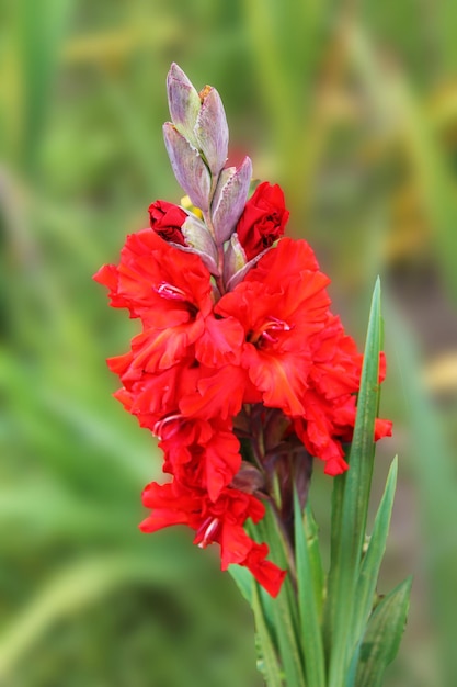 El gladiolo rosa suave se despierta por la mañana después de un dulce gladiolo de ensueño en un fondo verde aislado